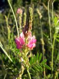 Onobrychis viciifolia