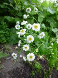 Pyrethrum parthenium