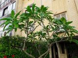 Plumeria разновидность acutifolia