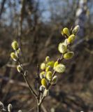 Salix caprea