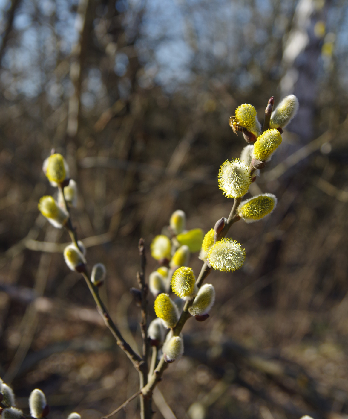 Изображение особи Salix caprea.