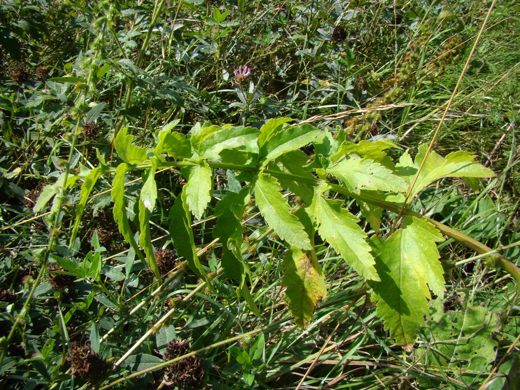 Изображение особи Pastinaca sylvestris.