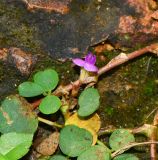 Desmodium triflorum. Часть ветки с цветком. Таиланд, о-в Пхукет, ботанический сад, под деревьями у пруда, сорное. 16.01.2017.