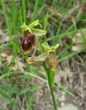 Ophrys mammosa подвид caucasica. Верхушка побега с соцветием. Краснодарский край, м/о город-курорт Геленджик, окр. пос. Светлый, щель Церковная, можжевелово-дубовое редколесье на юго-восточном склоне к водохранилищу. 6 мая 2017 г.