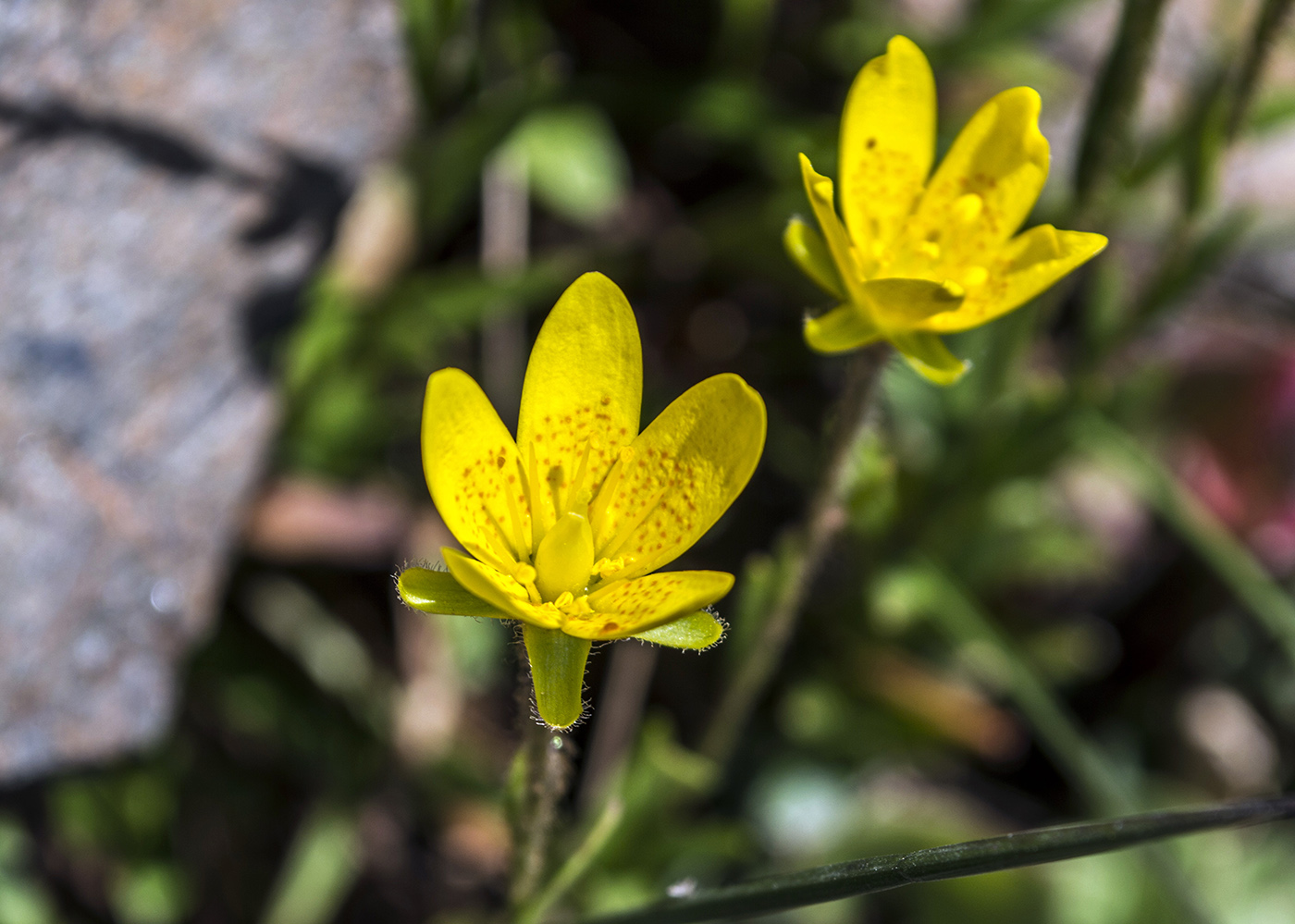 Изображение особи Saxifraga hirculus.