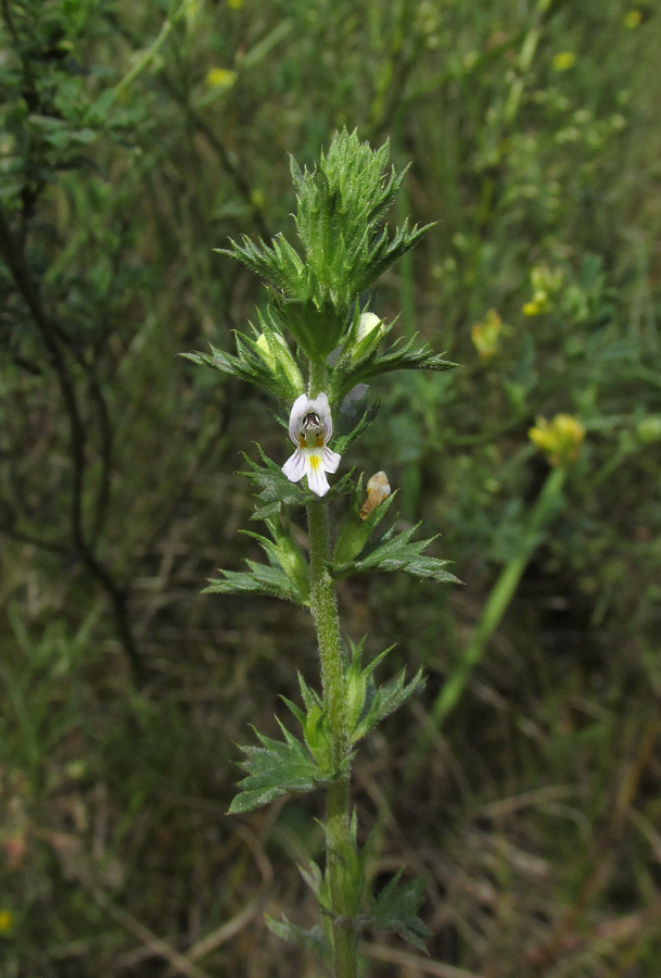 Изображение особи род Euphrasia.