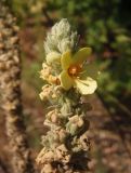 Verbascum ovalifolium. Верхушка соцветия. Украина, Днепропетровская обл., Синельниковский р-н, возле дороги. 21.09.2017.