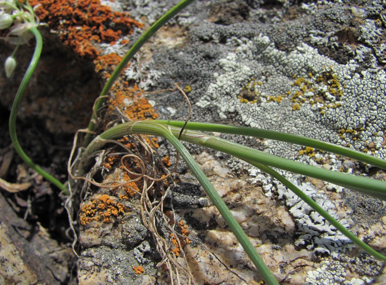 Изображение особи Allium saxatile.