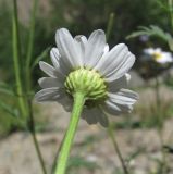 Pyrethrum glanduliferum