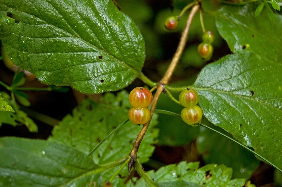 Изображение особи Lonicera xylosteum.