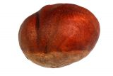 Aesculus hippocastanum