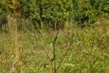 Bidens frondosa