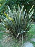 Phormium tenax