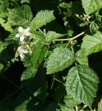 Rubus caesius