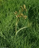 Ferula leucographa