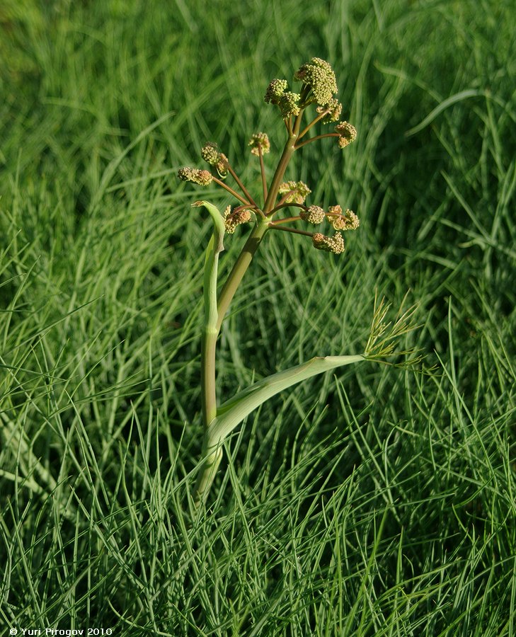 Изображение особи Ferula leucographa.