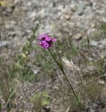 Dianthus capitatus