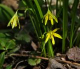 Gagea lutea