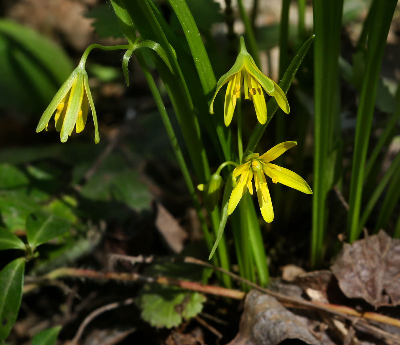 Изображение особи Gagea lutea.