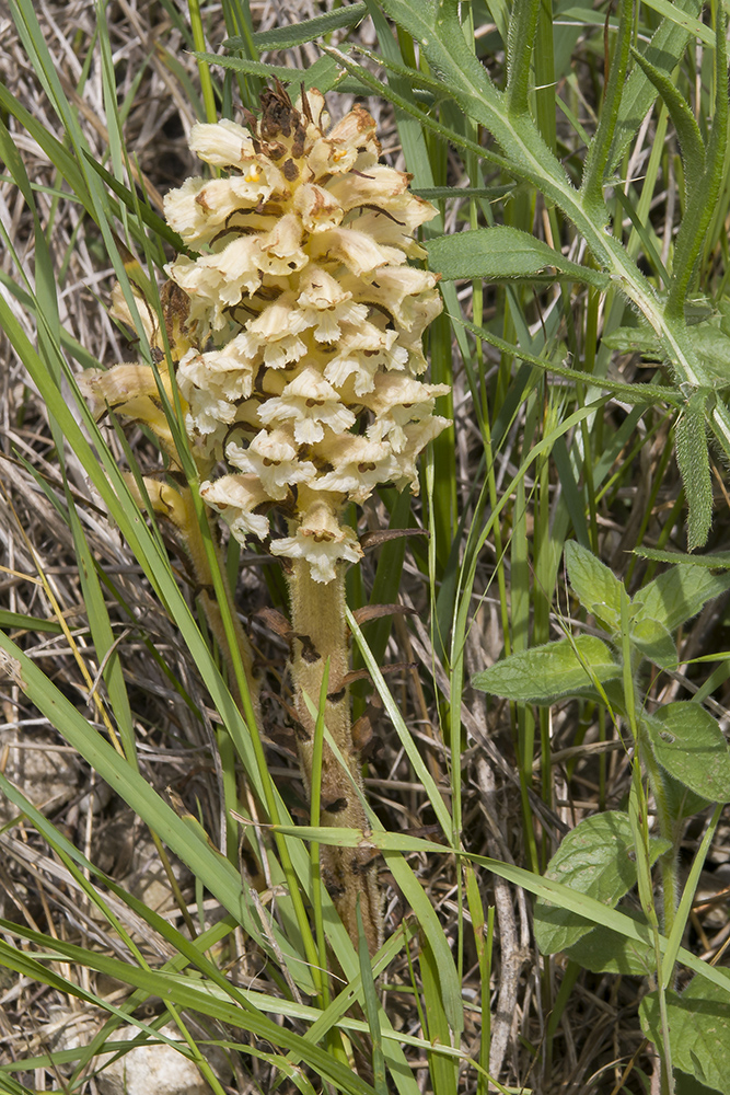 Image of Orobanche minor specimen.