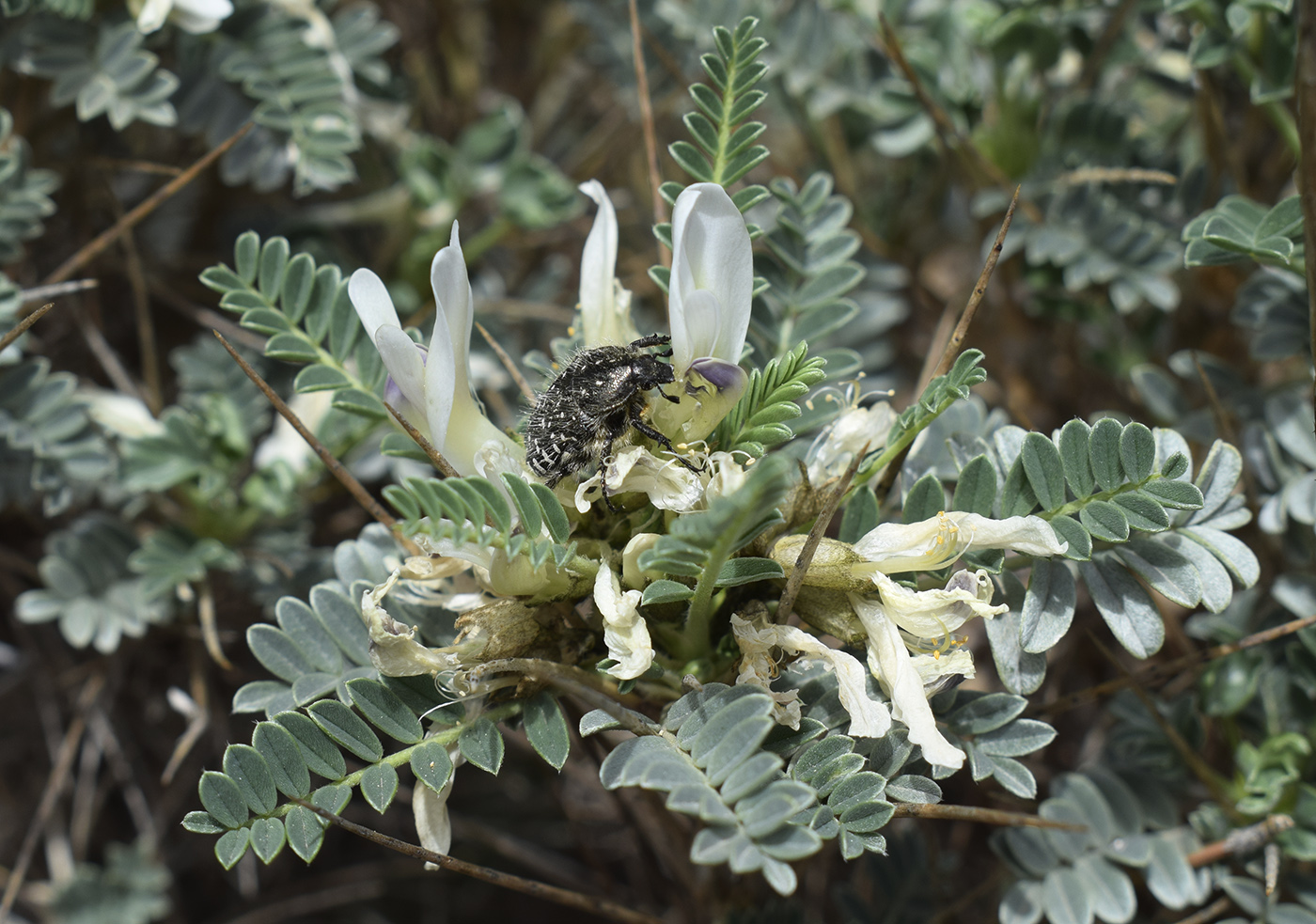 Изображение особи Astragalus tragacantha.