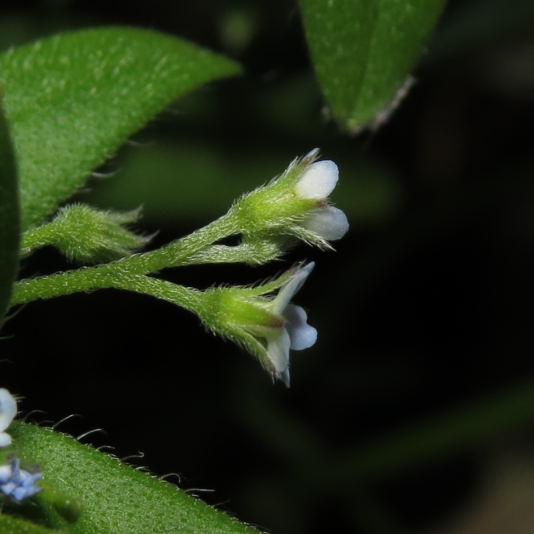 Изображение особи Myosotis sparsiflora.