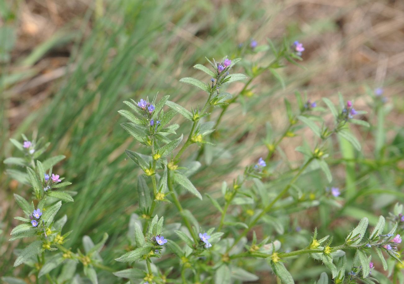 Изображение особи Buglossoides arvensis.