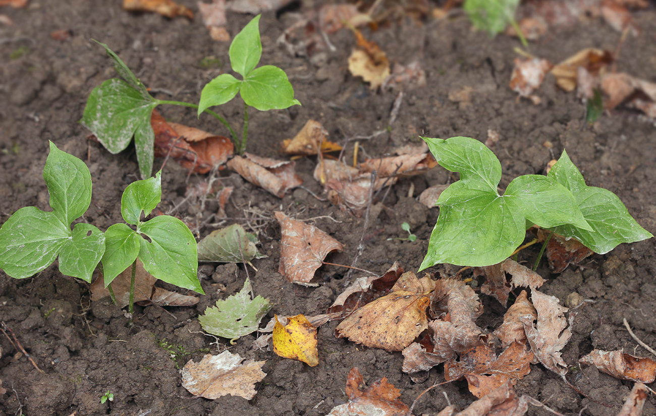 Изображение особи Pinellia pedatisecta.