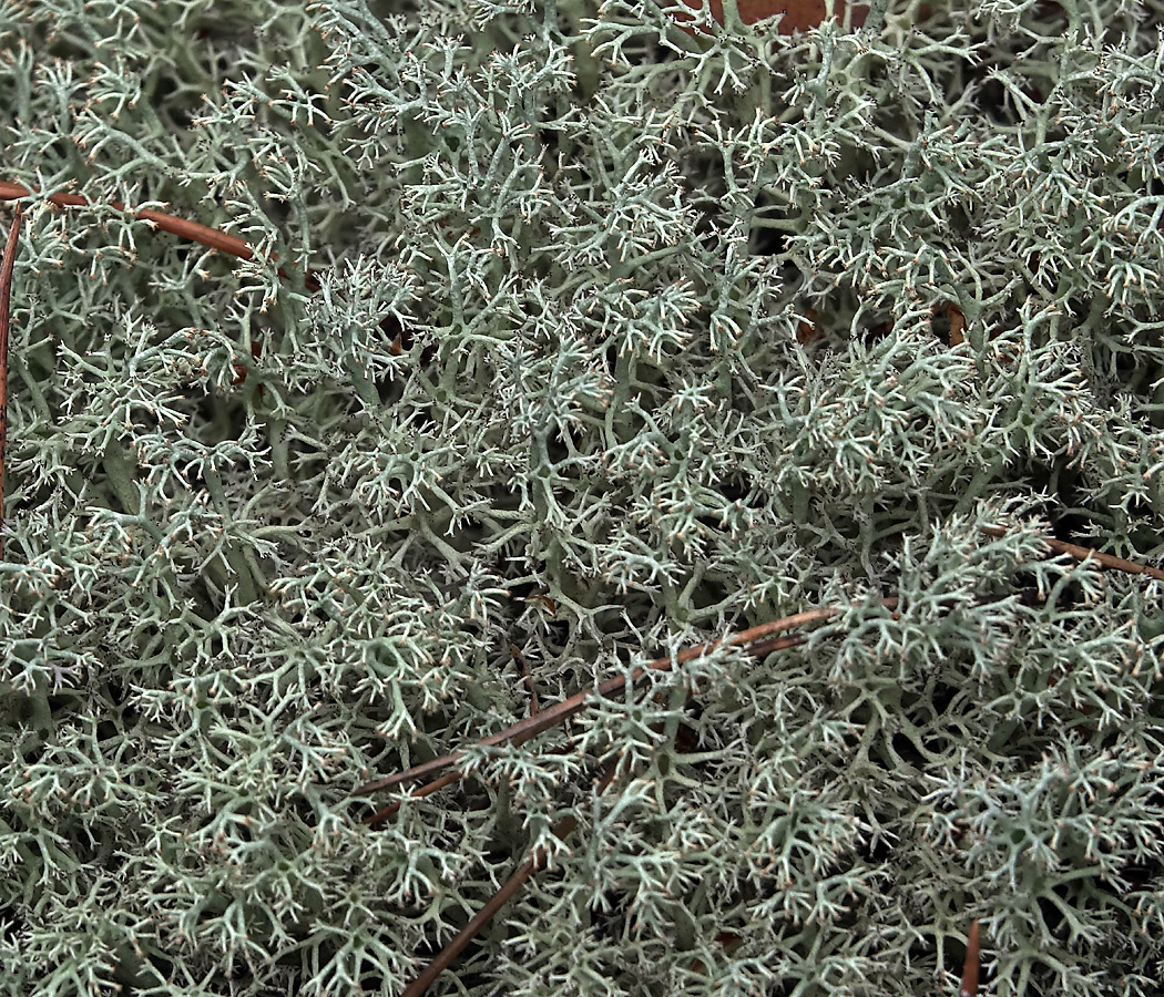 Изображение особи Cladonia uncialis.