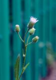 Erigeron acris. Верхушка цветущего растения. Пермский край, г. Пермь, Кировский р-н, садовые участки, сорное. 31.08.2019.