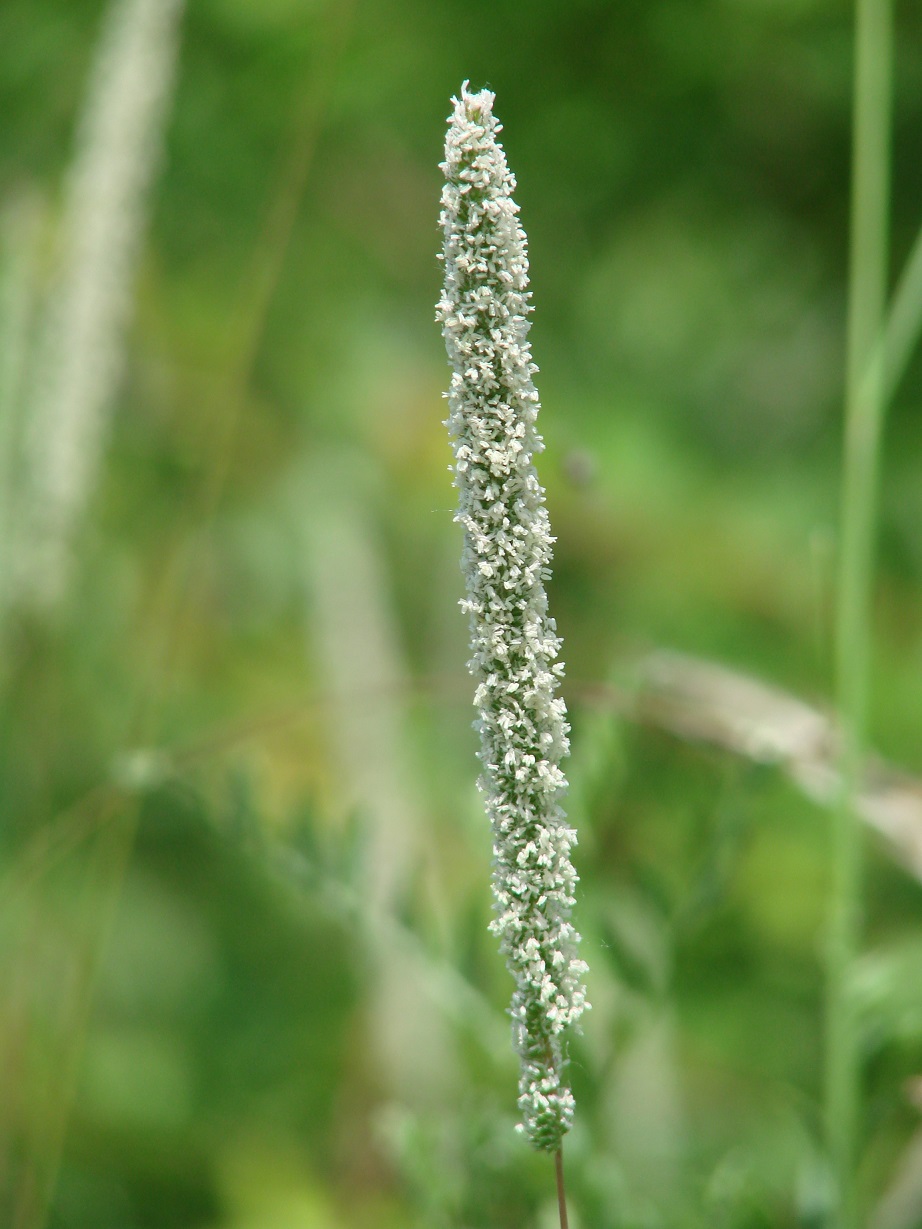 Изображение особи Phleum pratense.