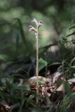 Orobanche crenata