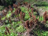 Matteuccia struthiopteris. Растения с прошлогодними спороносными вайями. Беларусь, Гродненская обл., Новогрудский р-н, пойма р. Нёвда, пойменный снытево-крапивный луг. 09.05.2022.