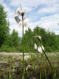 Eriophorum angustifolium. Верхушки плодоносящих растений. Казахстан, Центральный Алтай, долина р. Арасан в окр. оз. Рахмановское, ≈ 1700 м н.у.м., участок с высачивающимися грунтовыми водами. 28 июня 2023 г.