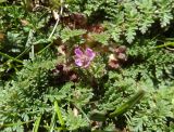 Erodium cicutarium