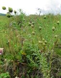 Linum boreale