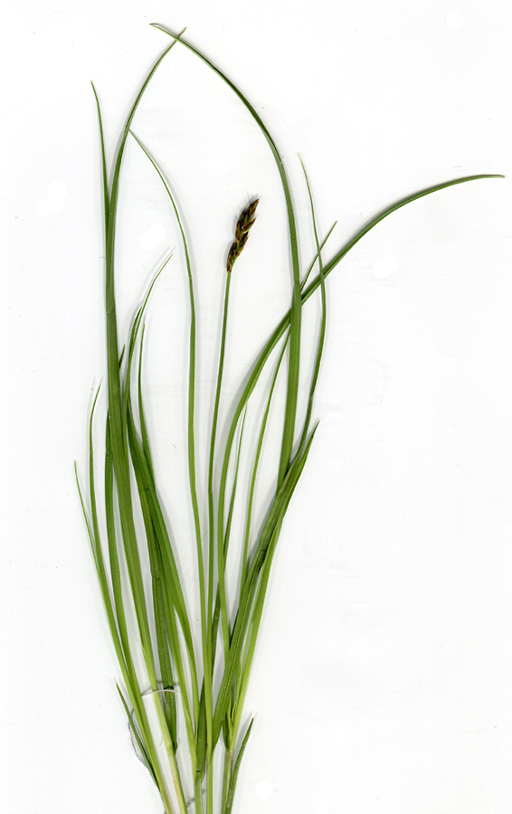 Изображение особи Carex praecox.
