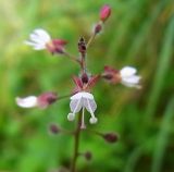 Circaea lutetiana