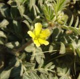 Tribulus terrestris