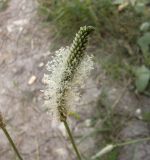 Plantago urvillei. Соцветие. Украина, Луганская обл., меловые холмы возле пгт Новосветловка. 28.07.2011.