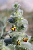 Paraeremostachys karatavica. Верхушка цветущего растения. Южный Казахстан, горы Каракус; высота 980 м н.у.м. 20.04.2012.