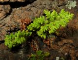 Woodsia calcarea