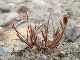 Juncus minutulus