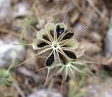 Nigella ciliaris. Зрелый вскрывшийся плод. Israel, Mount Carmel. 29.04.2008.