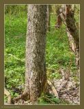 Ulmus laevis. Ствол взрослого дерева. Чувашия, окрестности г. Шумерля, лес за Низким полем. 8 мая 2009 г.