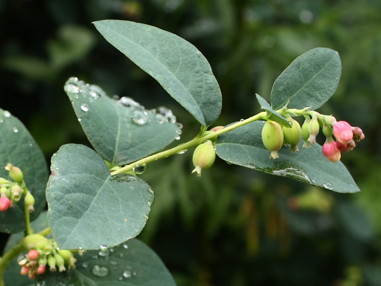 Image of Symphoricarpos albus var. laevigatus specimen.