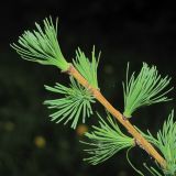 Larix sibirica