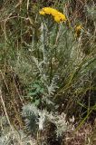 Tanacetum millefolium