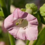 Nicotiana tabacum. Цветок. Финляндия, г. Оулу, ботанический сад Университета Оулу, в культуре. 12.09.2013.