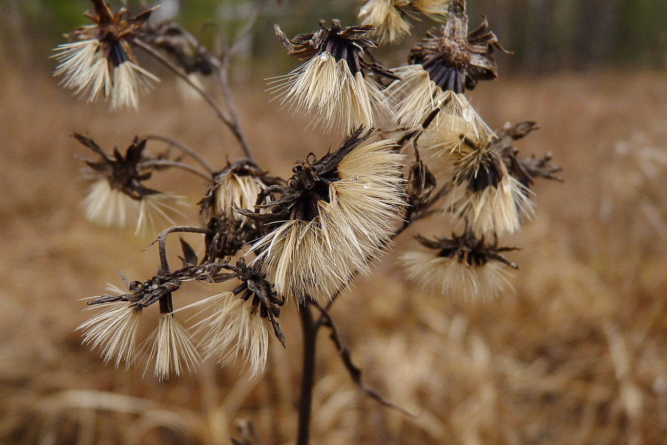 Изображение особи Hieracium umbellatum.